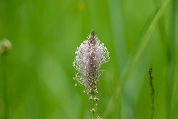 Plantain Inflorescence in Springtime