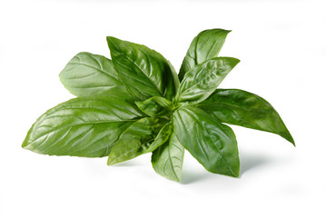 Obraz premium Basil Leaves, Isolated on White Background – Bunch of Basil from Italy, Aromatic Mediterranean Condiment, Ingredient for 