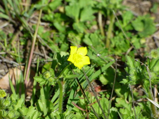 yellow wildflower