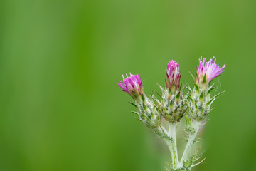Plumeless Thistle Inflorescence in Springtime