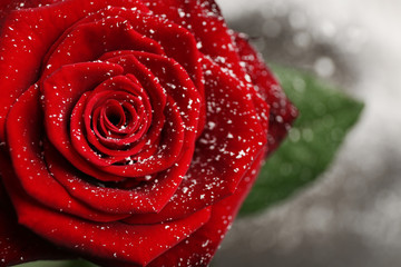 Beautiful red rose with snow on blurred background, closeup. Space for text