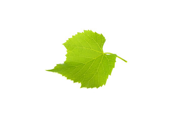 Fototapeta premium green grape leaf isolated on white background