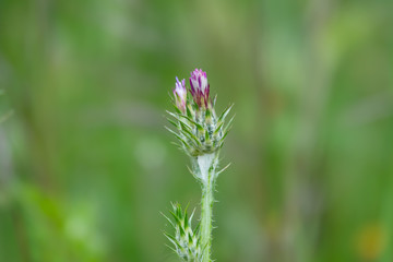 Plumeless Thistle Inflorescence in Springtime