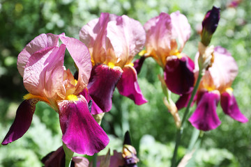 Beautiful bright irises in garden, space for text. Spring flowers