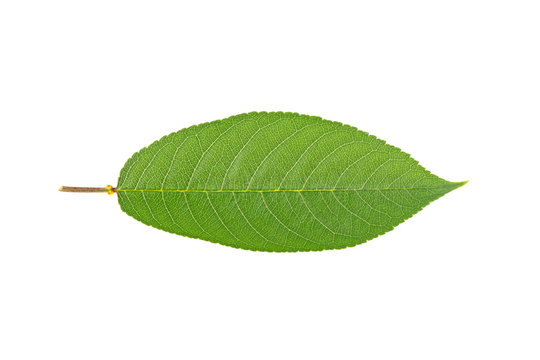 green cherry leaf isolated on white background