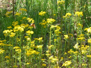 Obraz premium monarch on yellow flowers