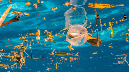 Plastic cup floats among debris of sea grass