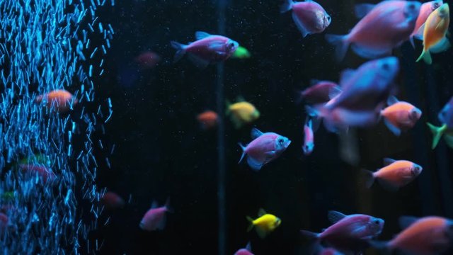 dark Blue Water and Bubbles. Picture of underwater blue water surface and colourful fish in the tropical Sea or aquarium