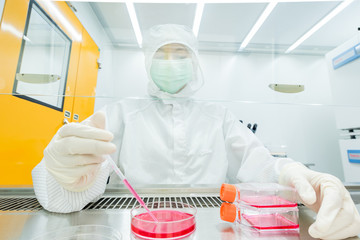 A scientist seeding cells and pipetting growth medium into petri dish and flasks for cell culture assay in biological cabinet (BSC). Doing molecular experiment in cleanroom facility