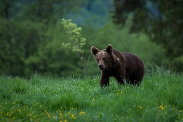 Obraz na płótnie Canvas Brown Bear (Ursus arctos) in the meadow
