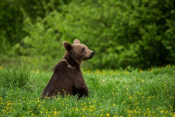 Brown Bear (Ursus arctos) in the meadow