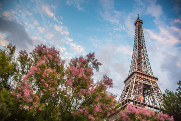 Cherry blossoms with The Eiffel tower