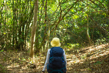 hiking group in forest, travel in mountain for camping at sunny day with color effect. subject is blurred.
