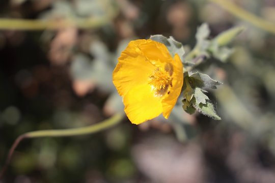 Papavero Giallo o Papavero Cornuto