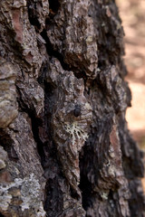 black coleoptera on the bark of a pine
