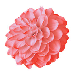 flower red pink dahlia isolated on white background with clipping path. Close-up. Nature.