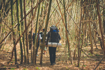 Fototapeta premium hiking group in forest, travel in mountain for camping at sunny day with color effect. subject is blurred.