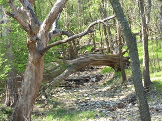 Fototapeta premium fallen tree over dry creek bed