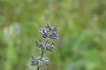 Wild Sage Flowers in Bloom in Springtime