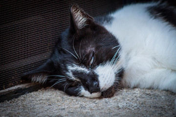 Greece cats on the stone