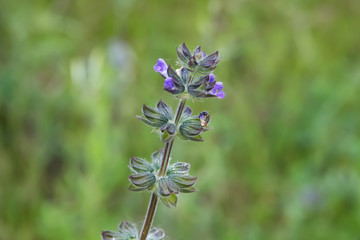 Wild Sage Flowers in Bloom in Springtime