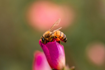 Bee on pink and yellow flower on the yard 