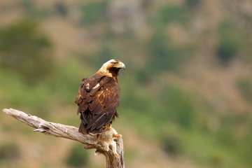 The Spanish imperial eagle (Aquila adalberti), also known as the Iberian imperial eagle, Spanish eagle, or Adalbert's eagle sitting on the branch. Imperial eagle  with mountains in the background.