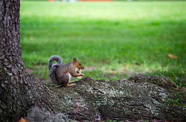 Squirrel eating in the park