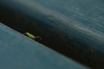 Bug