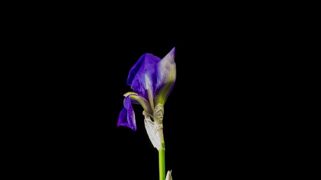 Blue iris or blueflag flower blooming, isolated on black background