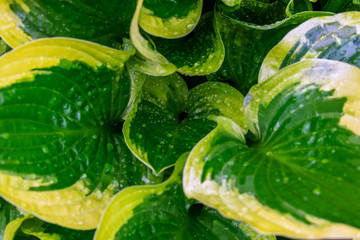 Hosta plants. Green and yellow hosta. Wet hosta leaves. Rain covered leaves.