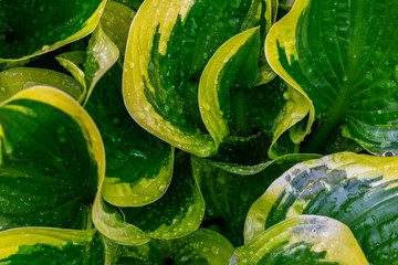 Hosta plants. Green and yellow hosta. Wet hosta leaves. Rain covered leaves.