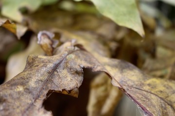 dried leaves