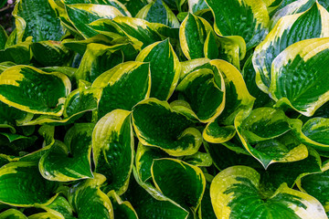 Hosta plants. Green and yellow hosta. Wet hosta leaves. Rain covered leaves.