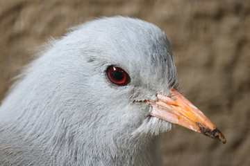 Head of an endangered and threatened kagu rhynochetos jubatus bird in quarter front view