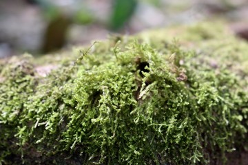 moss on tree