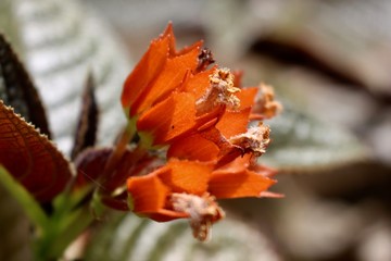red flowers in snow