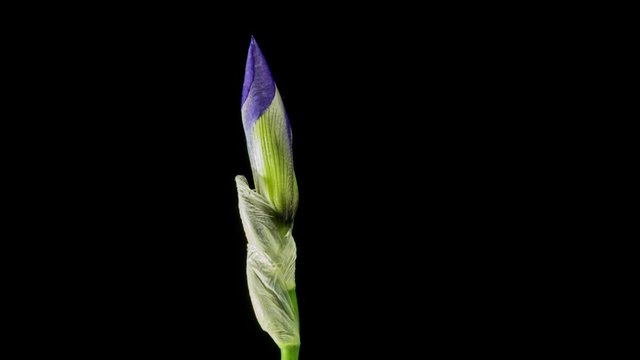 Blue iris or blueflag flower blooming, isolated on black background