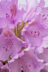 Close up view of the delicate violet rhododendron flower