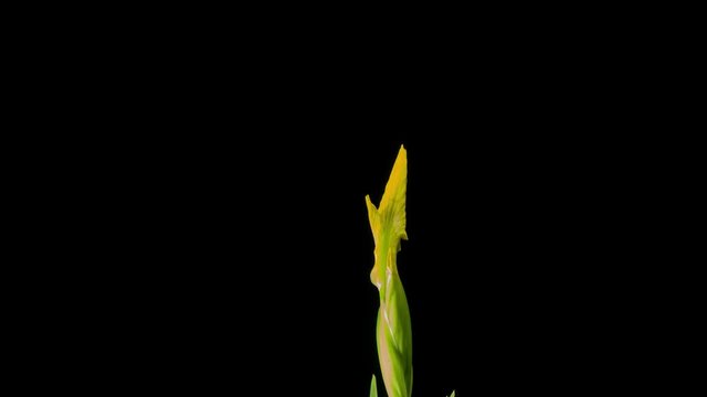 yellow iris or blueflag flower blooming
