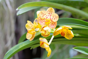 Dotted yellow vanda orchid and green leaves