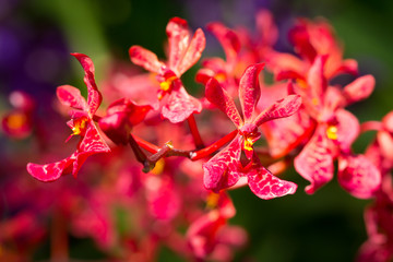 Mokara orchids blooming in the garden