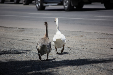 Duck waik near highway road