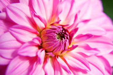 light pink flower close up