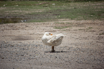 Duck playing in brown soil