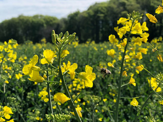 Blooming rapeseed field in spring time