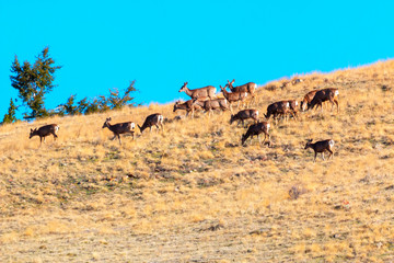 Beautiful Herd of Mule Deer