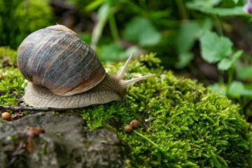 Close up view of a snail on a mossy rock, space for text