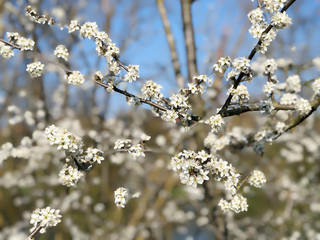 Prunus spinosa or blackthorn or sloe