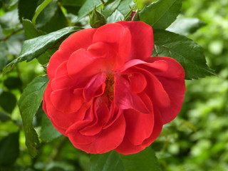 Beautiful flowers bloomed in early summer in the city park.